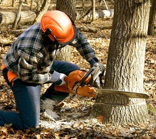 Tree Removal in Parks, AR
